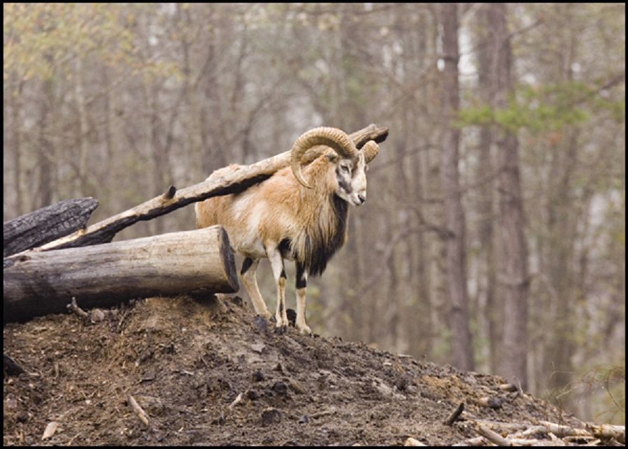 Alabama Hunting - Sheep Hunting